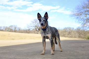 Australian Cattle Dog, Blue Heeler pup