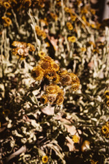 Yellow flowers