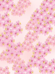 背景イメージ素材　咲き誇る春の桜　（1_2）
