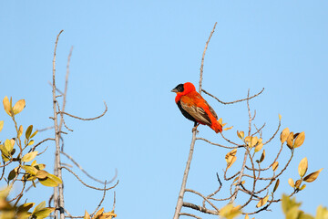 Southern red bishop