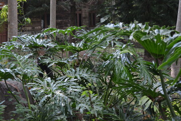 Obraz premium flowers in the garden