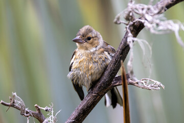 Chaffinch Common Finch around the World