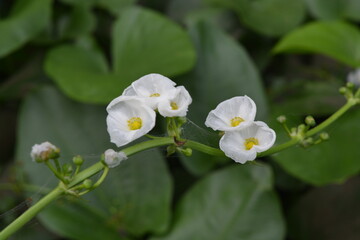 white and yellow flowers