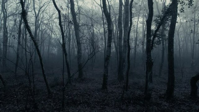 Mysterious Dense Forest Through Misty Night. Slide Shot