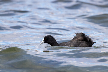Eurasian Coot in New Zealand