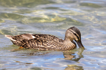 Mallard Duck in New Zealand
