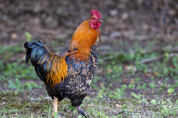 chicken 