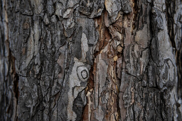 Tree bark macro texture, aged wood, cracks on the tree, old tree in the park photo background for screensaver and print