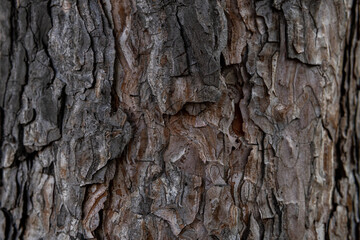 Tree bark macro texture, aged wood, cracks on the tree, old tree in the park photo background for screensaver and print