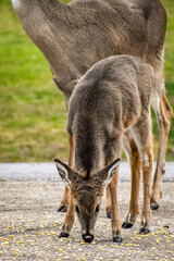 deer eating