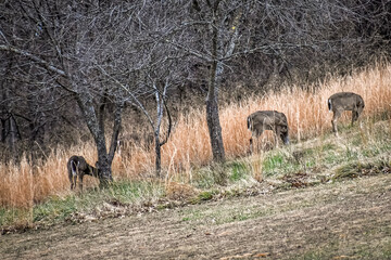 deer in the wild