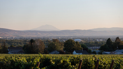 Yakima Landscape - Vineyard, Sundome & Adams © Jordan