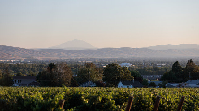 Yakima Landscape - Vineyard, Sundome & Adams