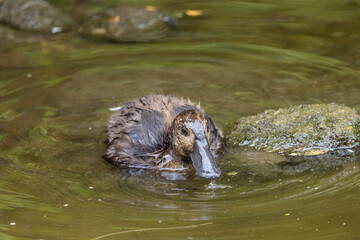 New Zealand Endemic Scaup Duck