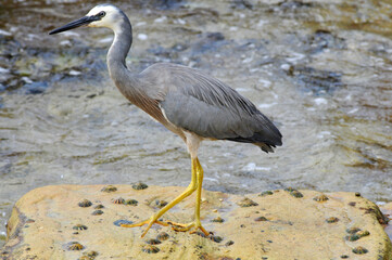 A white-faced heron by the sea