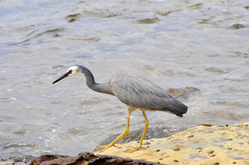 heron on the beach