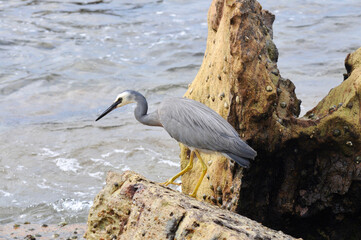 A white-faced heron by the sea