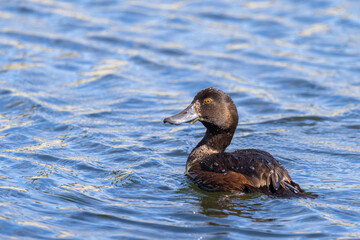 Fototapeta premium New Zealand Endemic Scaup Duck
