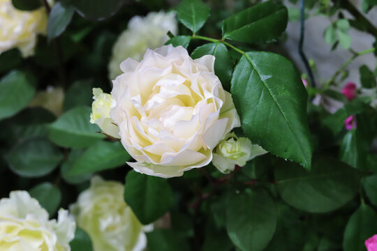 White roses blooming in the rose garden