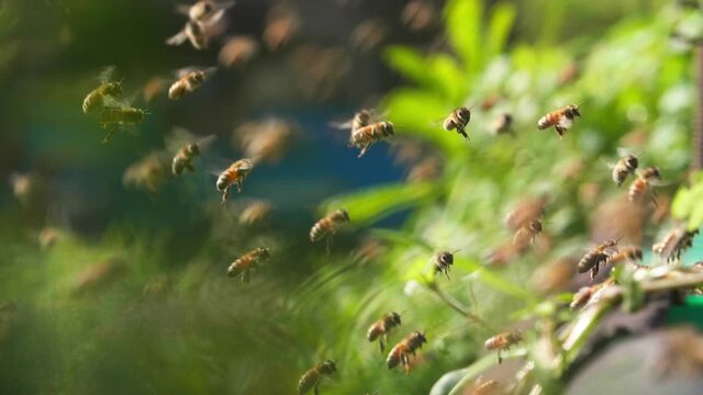 swarm of honey bee flying around bee hive