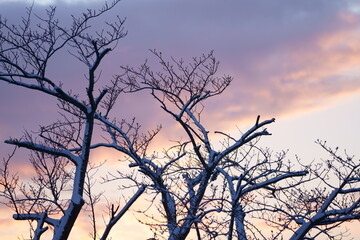 Fototapeta na wymiar 雪のついた枝と朝焼け