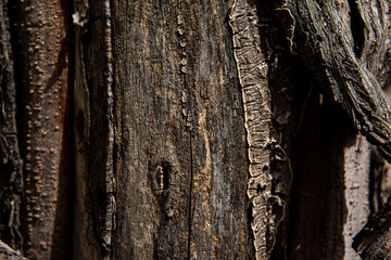 Tree bark macro texture, aged wood, cracks on the tree, old tree in the park photo background for screensaver and print