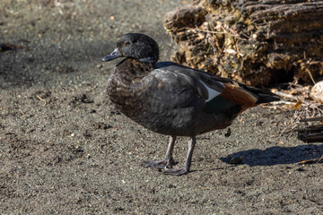 Paradise Shelduck in New Zealand
