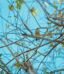 bird on a tree nature florida sky blue 