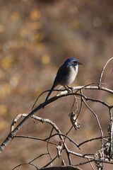 bluebird