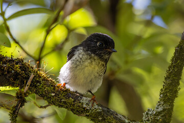 New Zealand South Island Tomtit