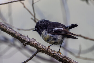 New Zealand South Island Tomtit