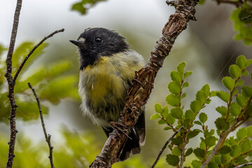 New Zealand South Island Tomtit