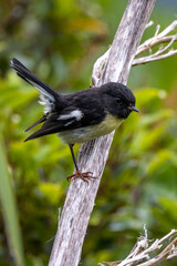 New Zealand South Island Tomtit