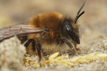 Closeup on a brown hairy female Early cellophane bee, Colletes cunicularius sitting on the ground