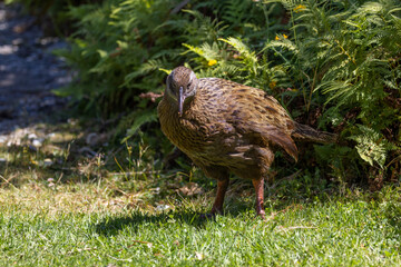 Weka New Zealand Endemic Rail