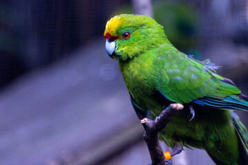 Yellow-crowned Parakeet Endemic to New Zealand - obrazy, fototapety, plakaty