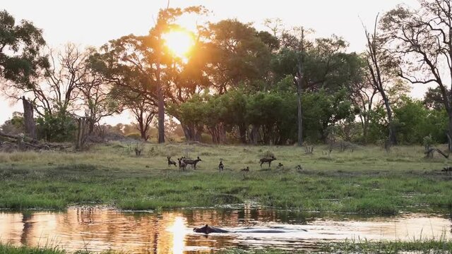 Extreme wide shot of a pack of wild dogs resting on the other side of a waterhole while a hippo swims past in the foreground, Khwai Botswana.