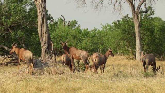 Wide shot of a herd of tsessebes feeding on the dry plains in Khwai Botswana.