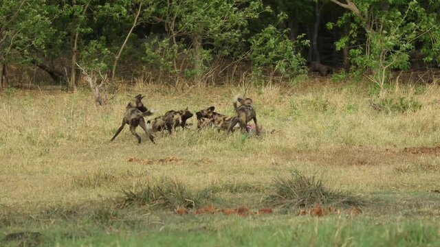 Wide shot of a African wild dogs feeding their puppies, Khwai Botswana.
