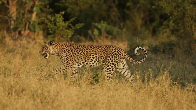 Panning shot of a female leopard walking in slow motion in golden light, Khwai Botswana.