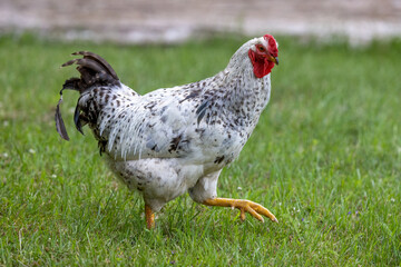 chicken walking in grass 