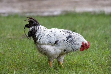 backyard chicken in grass 