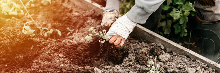 female elderly hands of senior woman planting seedlings of sprouts of vegetable plant tomatoes in soil of  earth in a garden bed of village homesteading. subsistence agriculture. banner. flare