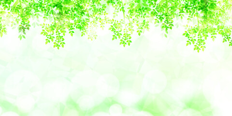 Fototapeta premium 新緑 葉 風景 背景