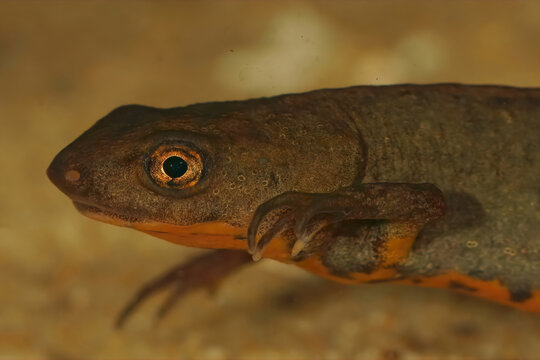 Closeup on an aquatic male of the critically endangered Chinese Fuding salamander, Cynops fudingensis