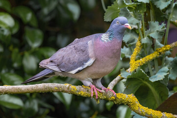 pigeon on the branch