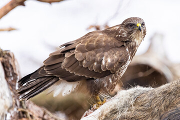 Common buzzard ( buteo buteo ) feeding food . Wildlife scenery, winter time. Birds of prey, Predator.