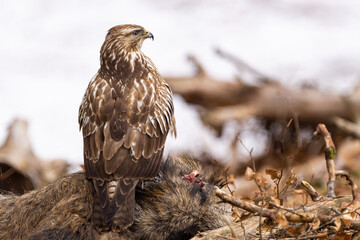 Common buzzard ( buteo buteo ) feeding food . Wildlife scenery, winter time. Birds of prey, Predator.