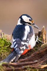 Great spotted woodpecker (Dendrocopos major) on a tree.