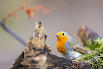 Erithacus rubecula. European robin sitting on the branch in the forest. Wildlife